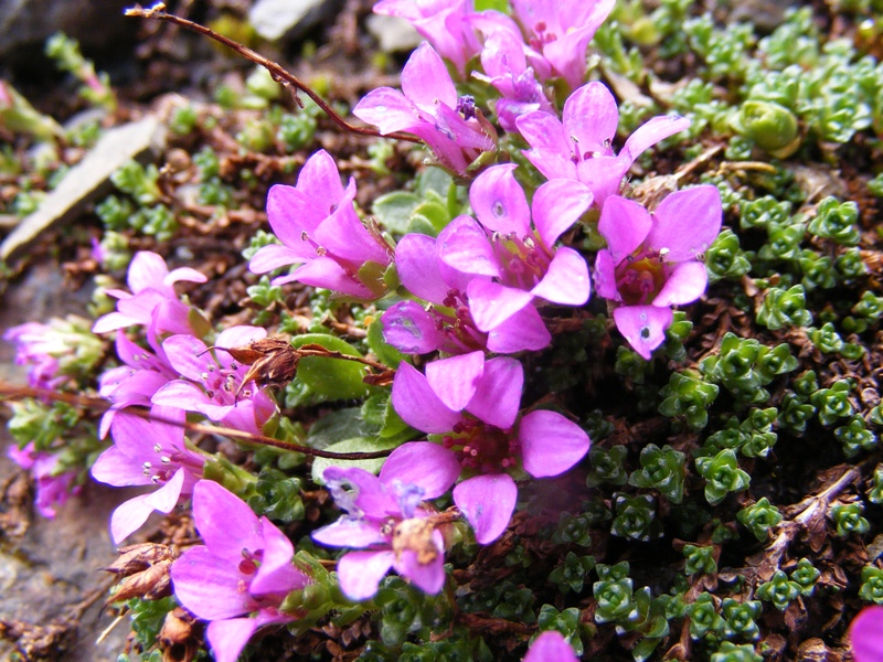 Sentieri ferrati, sentieri fioriti: i fiori dell''Albiolo